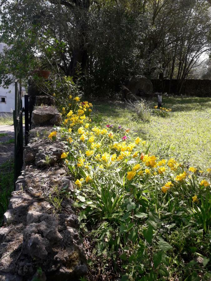 House In The Olive Garden Apartment Agios Ioannis  Exterior photo